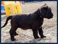 Coco Champ pups 7 wks old 31