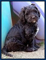 Coco Champ pups 7 wks old 51