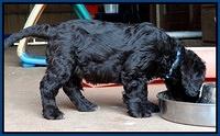 Coco Champ pups 7 wks old 61