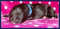 Coco Champ pups newborn 003