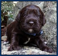 Coco Champion pups 2 wks old 019