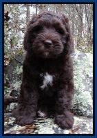 Coco Champion pups 8 wks old 041