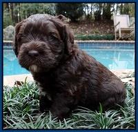 Coco champion pups 4 wks old 012