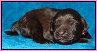 Coco Champ pups 1 wk old 91