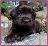 Coco Champ pups 3 wks old 020