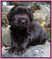 Coco Champ pups 3 wks old 024