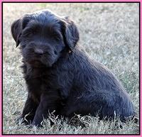 Coco Champ pups 5 wks old 111