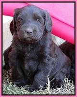 Coco Champ pups 5 wks old 121