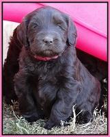 Coco Champ pups 5 wks old 131