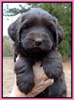 Coco Champ pups 6 wks old 031
