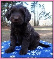 Coco Champ pups 7 wks old 91