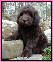 Coco champ pups 8 wks old 11 200