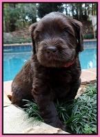 Coco champion pups 4 wks old 008