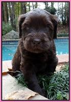 Coco champion pups 4 wks old 009