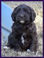 Coco Champ pups 5 wks old 161