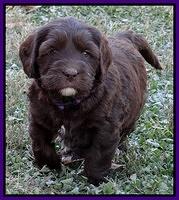 Coco Champ pups 5 wks old 171