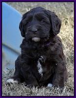 Coco Champ pups 5 wks old 191