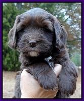 Coco Champ pups 6 wks old 004