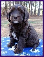 Coco Champ pups 7 wks old 131