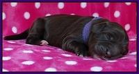Coco Champ pups newborn 029