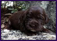 Coco Champion pups 2 wks old 043