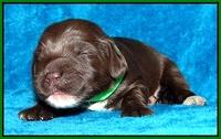 Coco Champ pups 1 wk old 171