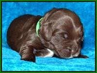 Coco Champ pups 1 wk old 181