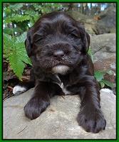 Coco Champ pups 3 wks old 046