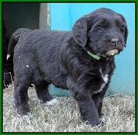 Coco Champ pups 5 wks old 201