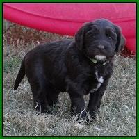 Coco Champ pups 5 wks old 211