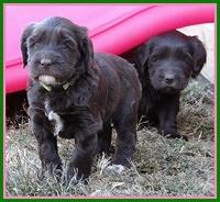 Coco Champ pups 5 wks old 231