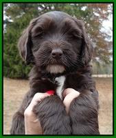 Coco Champ pups 6 wks old 048