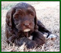 Coco Champ pups 7 wks old 231
