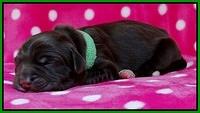 Coco Champ pups newborn 033