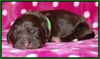 Coco Champ pups newborn 037