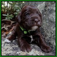 Coco Champion pups 2 wks old 051