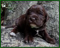 Coco Champion pups 2 wks old 054
