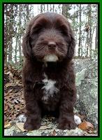 Coco champ pups 8 wks old 16 200