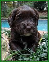 Coco champion pups 4 wks old 081
