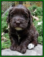 Coco champion pups 4 wks old 087