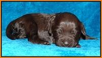 Coco Champ pups 1 wk old 201