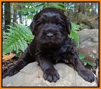 Coco Champ pups 3 wks old 051