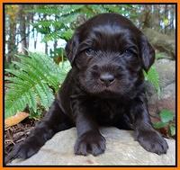 Coco Champ pups 3 wks old 052