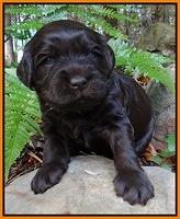 Coco Champ pups 3 wks old 056