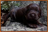 Coco Champion pups 2 wks old 062