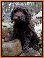 Coco Champion pups 8 wks old 011