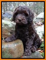 Coco Champion pups 8 wks old 013