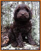 Coco Champion pups 8 wks old 014