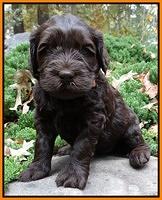 Coco champion pups 4 wks old 070