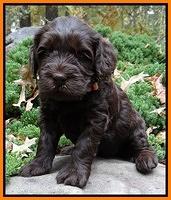 Coco champion pups 4 wks old 072